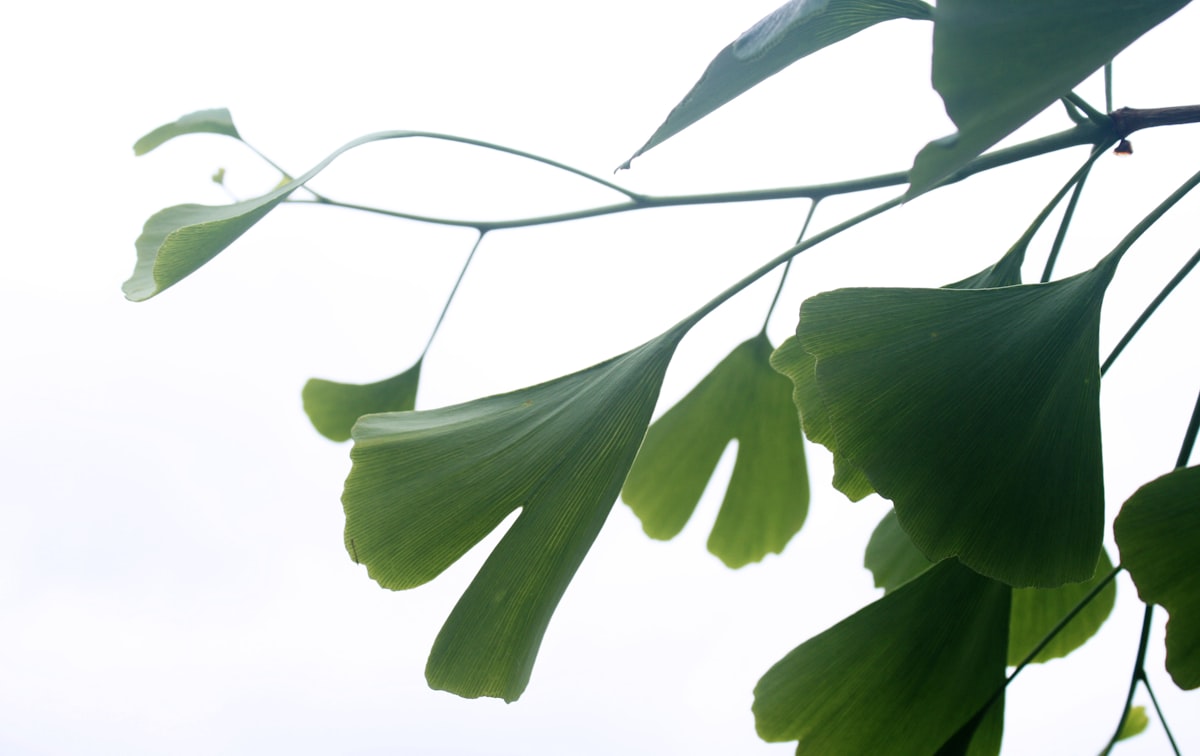 Ginkgo biloba - mejora circulación cerebral